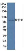 PDCD6IP / ALIX Antibody - Western Blot; Sample: Human Hela Cells.