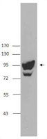 PDCD6IP / ALIX Antibody - NIH3T3 whole cell extracts were resolved by electrophoresis, transferred to nitrocellulose, and probed with anti-Alix antibody (clone 3A9). Proteins were visualized using a goat anti-mouse-IgG secondary conjugated to HRP and chemiluminescence detection.