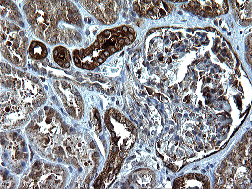PDCD6IP / ALIX Antibody - IHC of paraffin-embedded Human Kidney tissue using anti-PDCD6IP mouse monoclonal antibody. (Heat-induced epitope retrieval by 1 mM EDTA in 10mM Tris, pH8.5, 120°C for 3min).
