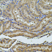 PDCD6IP / ALIX Antibody - Immunohistochemistry of paraffin-embedded rat kidney tissue.