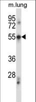 PDCD7 Antibody - PDCD7 Antibody western blot of mouse lung tissue lysates (35 ug/lane). The PDCD7 antibody detected the PDCD7 protein (arrow).