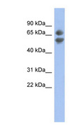 PDCD7 Antibody - PDCD7 antibody Western blot of NCI-H226 cell lysate. This image was taken for the unconjugated form of this product. Other forms have not been tested.