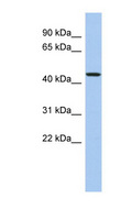 PDCD7 Antibody - PDCD7 antibody Western blot of MCF7 cell lysate. This image was taken for the unconjugated form of this product. Other forms have not been tested.