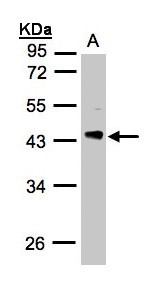 PDCL Antibody - Sample (30 ug whole cell lysate). A: H1299. 10% SDS PAGE. PDCL antibody diluted at 1:3000