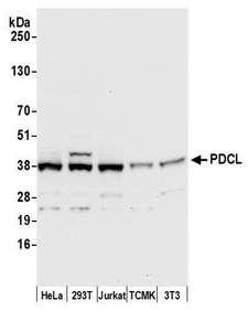 PDCL Antibody - Detection of human and mouse PDCL by western blot. Samples: Whole cell lysate (50 µg) from HeLa, HEK293T, Jurkat, mouse TCMK-1, and mouse NIH 3T3 cells prepared using NETN lysis buffer. Antibody: Affinity purified rabbit anti-PDCL antibody used for WB at 0.1 µg/ml. Detection: Chemiluminescence with an exposure time of 10 seconds.