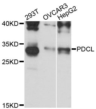 PDCL Antibody - Western blot analysis of extracts of various cell lines, using PDCL antibody at 1:3000 dilution. The secondary antibody used was an HRP Goat Anti-Rabbit IgG (H+L) at 1:10000 dilution. Lysates were loaded 25ug per lane and 3% nonfat dry milk in TBST was used for blocking. An ECL Kit was used for detection and the exposure time was 90s.