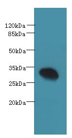 PDCL2 Antibody - Western blot. All lanes: PDCL2 antibody at 4 ug/ml+ Rat gonadal tissue Goat polyclonal to rabbit at 1:10000 dilution. Predicted band size: 28 kDa. Observed band size: 28 kD.