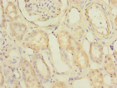 PDCL2 Antibody - Immunohistochemistry of paraffin-embedded human kidney tissue using antibody at dilution of 1:100.