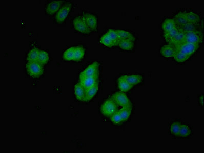 PDCL2 Antibody - Immunofluorescent analysis of HepG2 cells using PDCL2 Antibody at dilution of 1:100 and Alexa Fluor 488-congugated AffiniPure Goat Anti-Rabbit IgG(H+L)