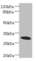 PDCL2 Antibody - Western blot All lanes: PDCL2 antibody at 4µg/ml + Rat gonadal tissue Secondary Goat polyclonal to rabbit IgG at 1/10000 dilution Predicted band size: 28 kDa Observed band size: 28 kDa
