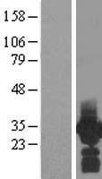 PDCL3 Protein - Western validation with an anti-DDK antibody * L: Control HEK293 lysate R: Over-expression lysate