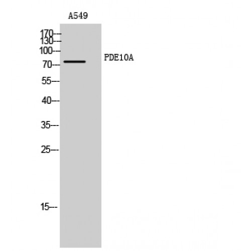 PDE10A Antibody - Western blot of PDE10A antibody