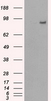 PDE10A Antibody - HEK293T cells were transfected with the pCMV6-ENTRY control (Left lane) or pCMV6-ENTRY PDE10A (Right lane) cDNA for 48 hrs and lysed. Equivalent amounts of cell lysates (5 ug per lane) were separated by SDS-PAGE and immunoblotted with anti-PDE10A.