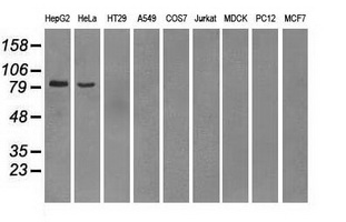 PDE10A Antibody - Western blot analysis of extracts (35ug) from 9 different cell lines by using anti-PDE10A monoclonal antibody.