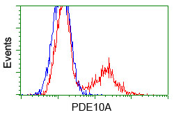 PDE10A Antibody - HEK293T cells transfected with either pCMV6-ENTRY PDE10A (Red) or empty vector control plasmid (Blue) were immunostained with anti-PDE10A mouse monoclonal(Dilution 1:1,000), and then analyzed by flow cytometry.