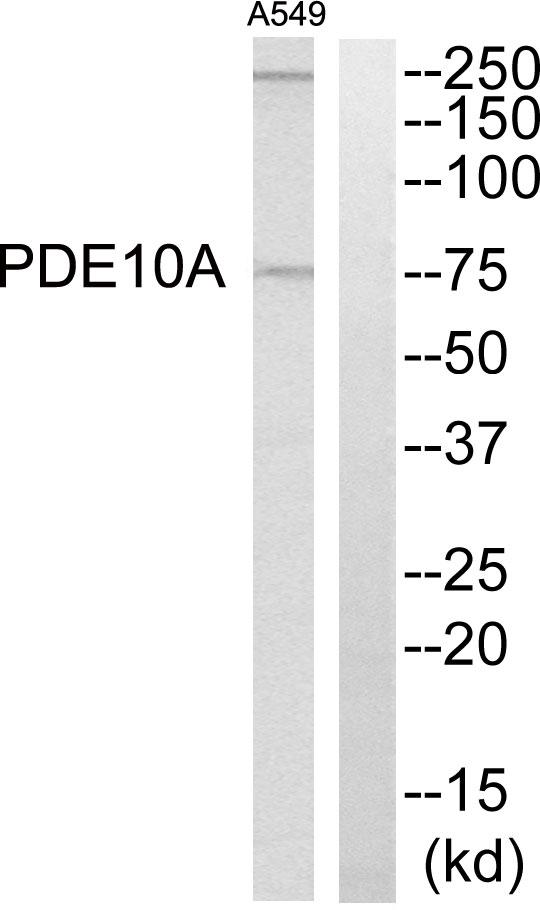 PDE10A Antibody - Western blot analysis of extracts from A549 cells, using PDE10A antibody.