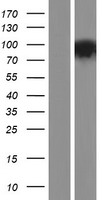 PDE10A Protein - Western validation with an anti-DDK antibody * L: Control HEK293 lysate R: Over-expression lysate