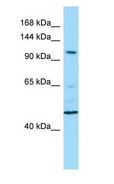 PDE11A Antibody - PDE11A antibody Western Blot of U937.  This image was taken for the unconjugated form of this product. Other forms have not been tested.