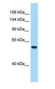 PDE11A Antibody - PDE11A antibody Western Blot of HeLa.  This image was taken for the unconjugated form of this product. Other forms have not been tested.