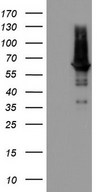PDE1A Antibody - HEK293T cells were transfected with the pCMV6-ENTRY control (Left lane) or pCMV6-ENTRY PDE1A (Right lane) cDNA for 48 hrs and lysed. Equivalent amounts of cell lysates (5 ug per lane) were separated by SDS-PAGE and immunoblotted with anti-PDE1A.