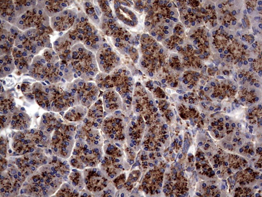 PDE1A Antibody - IHC of paraffin-embedded Human pancreas tissue using anti-PDE1A mouse monoclonal antibody. (Heat-induced epitope retrieval by 1 mM EDTA in 10mM Tris, pH8.5, 120°C for 3min).