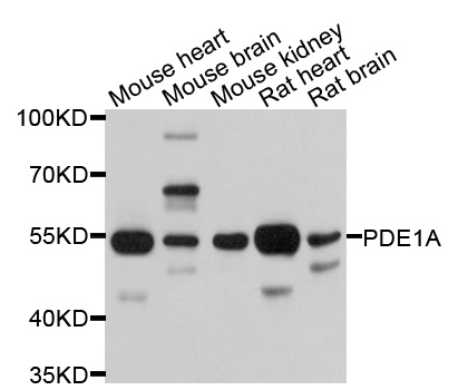 PDE1A Antibody - Western blot analysis of extracts of various cell lines, using PDE1A antibody at 1:1000 dilution. The secondary antibody used was an HRP Goat Anti-Rabbit IgG (H+L) at 1:10000 dilution. Lysates were loaded 25ug per lane and 3% nonfat dry milk in TBST was used for blocking. An ECL Kit was used for detection and the exposure time was 10s.