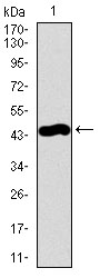 PDE1B Antibody - Western blot using PDE1B monoclonal antibody against human PDE1B recombinant protein. (Expected MW is 44.4 kDa)