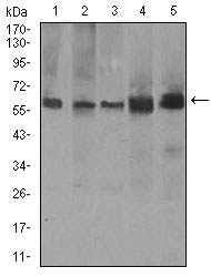 PDE1B Antibody - Western blot using PDE1B mouse monoclonal antibody against A549 (1), SK-MES-1 (2), PC-12 (3), NIH3T3 (4), and 3T3-L1 (5) cell lysate.