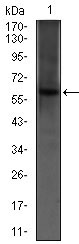 PDE1B Antibody - Western blot using PDE1B mouse monoclonal antibody against PC-12 (1) cell lysate.