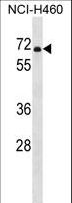PDE1B Antibody - PDE1B Antibody western blot of NCI-H460 cell line lysates (35 ug/lane). The PDE1B antibody detected the PDE1B protein (arrow).