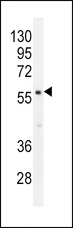 PDE1B Antibody - PDE1B Antibody western blot of mouse brain tissue lysates (35 ug/lane). The PDE1B antibody detected the PDE1B protein (arrow).