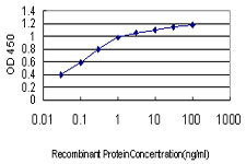 PDE1B Antibody - Detection limit for recombinant GST tagged PDE1B is approximately 0.03 ng/ml as a capture antibody.