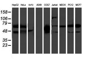 PDE1B Antibody - Western blot of extracts (35 ug) from 9 different cell lines by using anti-PDE1B monoclonal antibody.