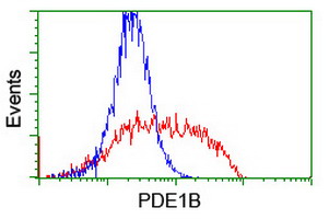PDE1B Antibody - HEK293T cells transfected with either overexpress plasmid (Red) or empty vector control plasmid (Blue) were immunostained by anti-PDE1B antibody, and then analyzed by flow cytometry.