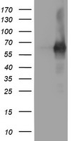 PDE1B Antibody - HEK293T cells were transfected with the pCMV6-ENTRY control (Left lane) or pCMV6-ENTRY PDE1B (Right lane) cDNA for 48 hrs and lysed. Equivalent amounts of cell lysates (5 ug per lane) were separated by SDS-PAGE and immunoblotted with anti-PDE1B.