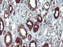 PDE1B Antibody - IHC of paraffin-embedded Human Kidney tissue using anti-PDE1B mouse monoclonal antibody.