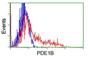 PDE1B Antibody - HEK293T cells transfected with either overexpress plasmid (Red) or empty vector control plasmid (Blue) were immunostained by anti-PDE1B antibody, and then analyzed by flow cytometry.