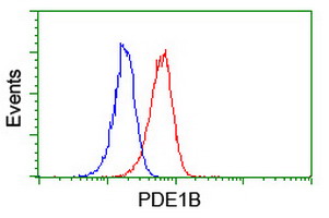 PDE1B Antibody - Flow cytometry of Jurkat cells, using anti-PDE1B antibody (Red), compared to a nonspecific negative control antibody (Blue).