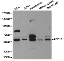 PDE1B Antibody - Western blot of extracts of various cell lines, using PDE1B antibody.
