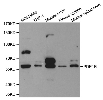PDE1B Antibody - Western blot analysis of extracts of various cell lines, using PDE1B antibody.
