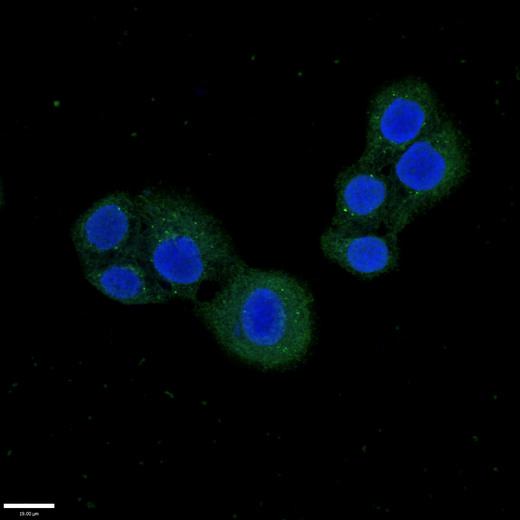 PDE1C Antibody - Immunofluorescent analysis of PC3 cells using PDE1C Antibody at a dilution of 1:100 and Alexa Fluor 488-congugated AffiniPure Goat Anti-Rabbit IgG(H+L)