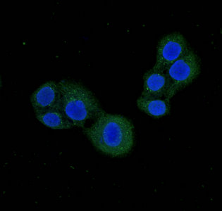 PDE1C Antibody - Immunofluorescent analysis of PC-3 cells using PDE1C Antibody at dilution of 1:100 and Alexa Fluor 488-congugated AffiniPure Goat Anti-Rabbit IgG(H+L)