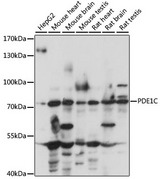 PDE1C Antibody - Western blot analysis of extracts of various cell lines, using PDE1C antibody at 1:1000 dilution. The secondary antibody used was an HRP Goat Anti-Rabbit IgG (H+L) at 1:10000 dilution. Lysates were loaded 25ug per lane and 3% nonfat dry milk in TBST was used for blocking. An ECL Kit was used for detection and the exposure time was 10s.