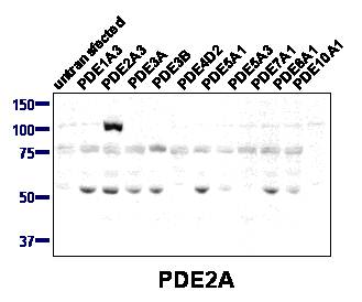PDE2A Antibody - Western blot of PDE2A antibody (1:2000) against lysate from COS cells transfected with the indicated human PDE isoform.