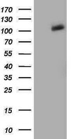 PDE2A Antibody - HEK293T cells were transfected with the pCMV6-ENTRY control (Left lane) or pCMV6-ENTRY PDE2A (Right lane) cDNA for 48 hrs and lysed. Equivalent amounts of cell lysates (5 ug per lane) were separated by SDS-PAGE and immunoblotted with anti-PDE2A.
