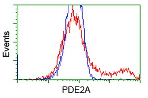 PDE2A Antibody - HEK293T cells transfected with either overexpress plasmid (Red) or empty vector control plasmid (Blue) were immunostained by anti-PDE2A antibody, and then analyzed by flow cytometry.