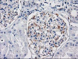 PDE2A Antibody - IHC of paraffin-embedded Human Kidney tissue using anti-PDE2A mouse monoclonal antibody.