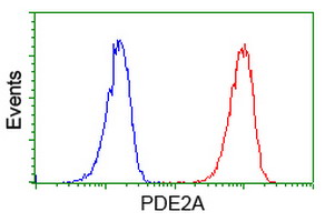 PDE2A Antibody - Flow cytometry of Jurkat cells, using anti-PDE2A antibody (Red), compared to a nonspecific negative control antibody (Blue).