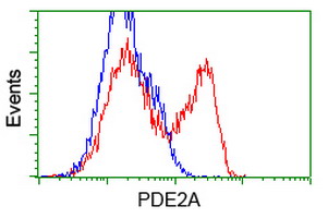 PDE2A Antibody - HEK293T cells transfected with either overexpress plasmid (Red) or empty vector control plasmid (Blue) were immunostained by anti-PDE2A antibody, and then analyzed by flow cytometry.