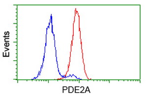 PDE2A Antibody - Flow cytometry of HeLa cells, using anti-PDE2A antibody (Red), compared to a nonspecific negative control antibody (Blue).